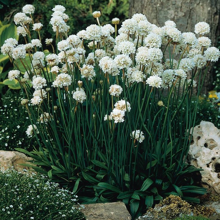 Armeria maritima (Armeria Snowflake)