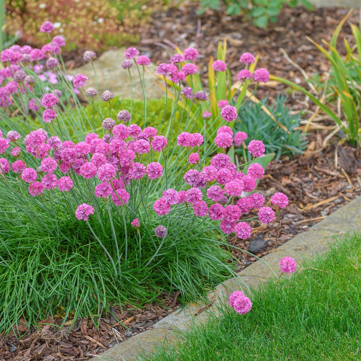 Armeria Pseudarmeria 'Ballerina Pink' (Sea Thrift)