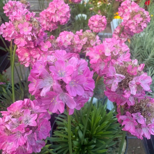 Armeria Pseudarmeria 'Ballerina Pink' (Sea Thrift)