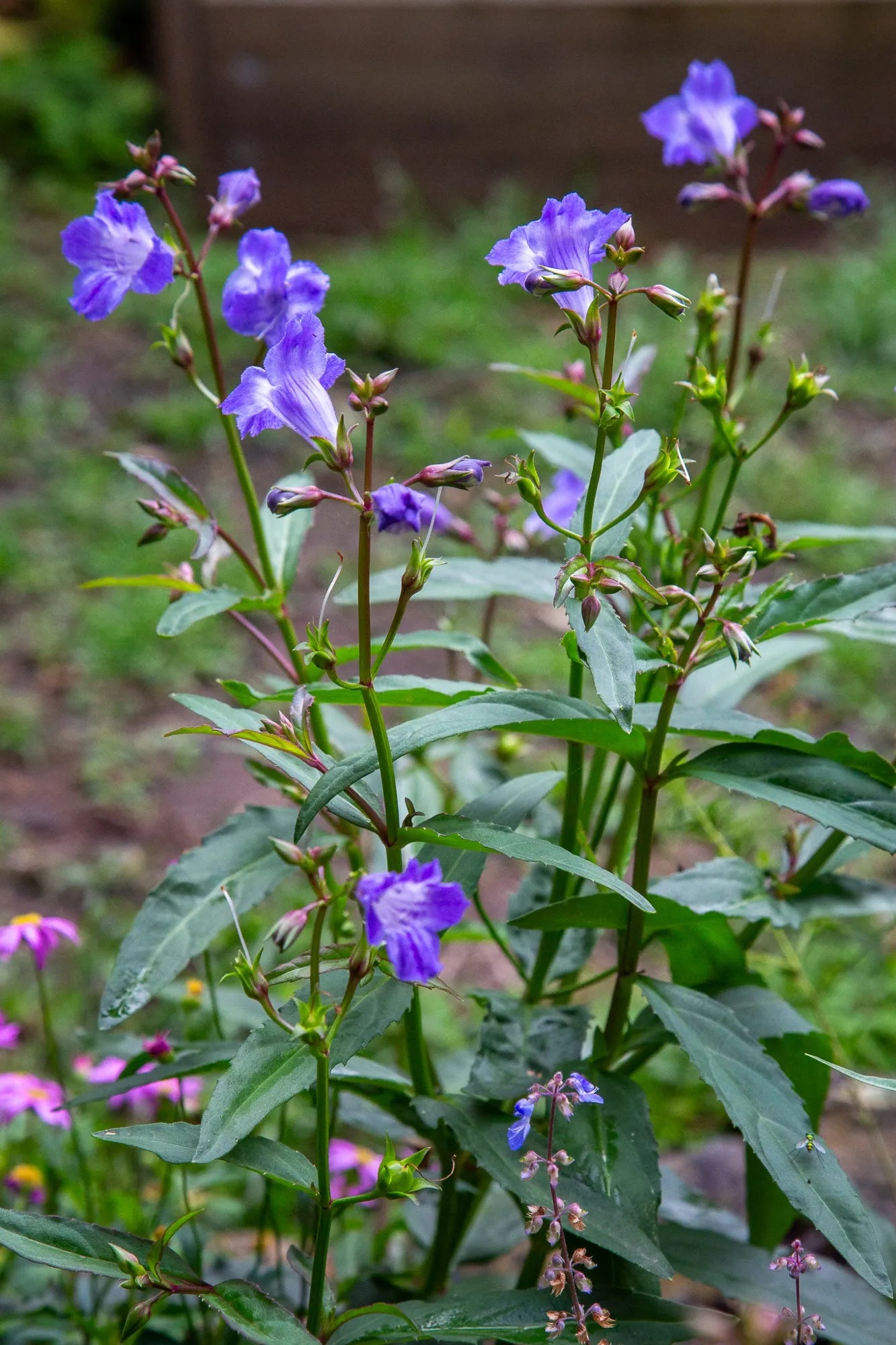 Artanema Fimbriatum (Koala Bells)