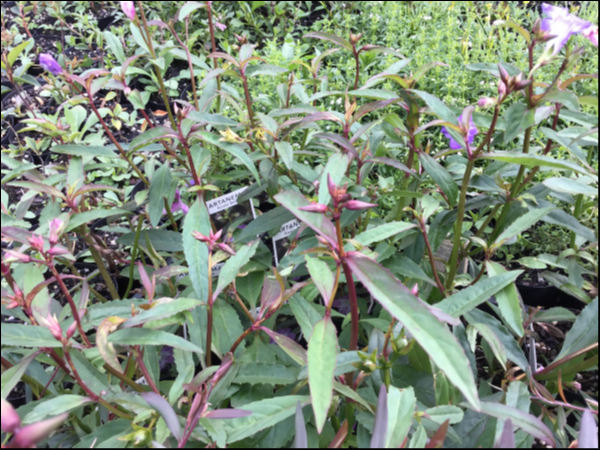 Artanema Fimbriatum (Koala Bells)