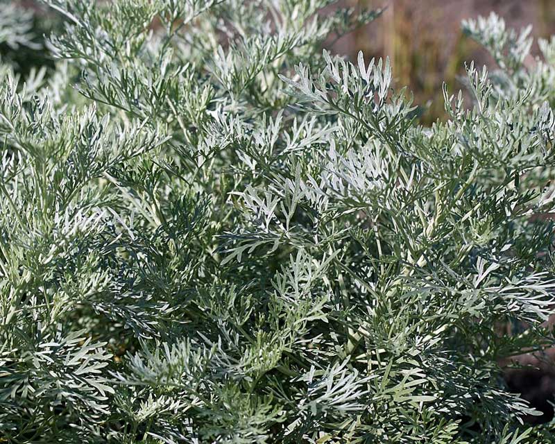 Artemisia Arborescens (Wormwood Tree)