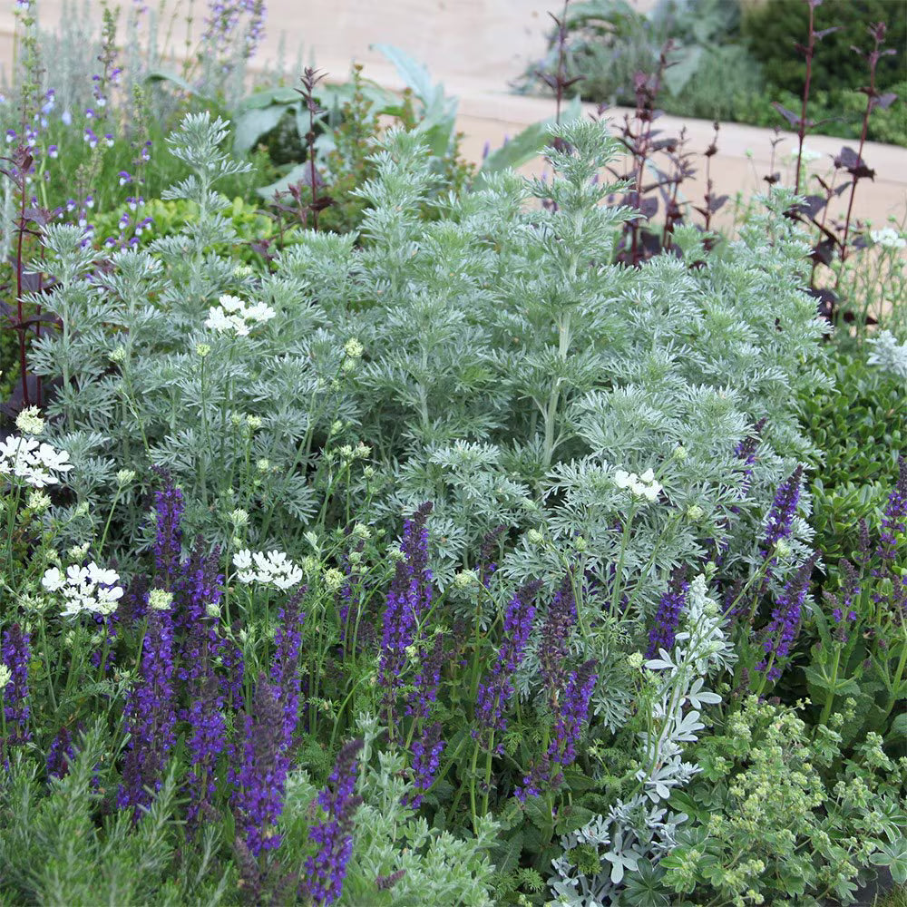 Artemisia ‘Powis Castle’ (Powis Castle Wormwood)