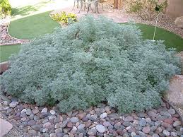 Artemisia ‘Powis Castle’ (Powis Castle Wormwood)