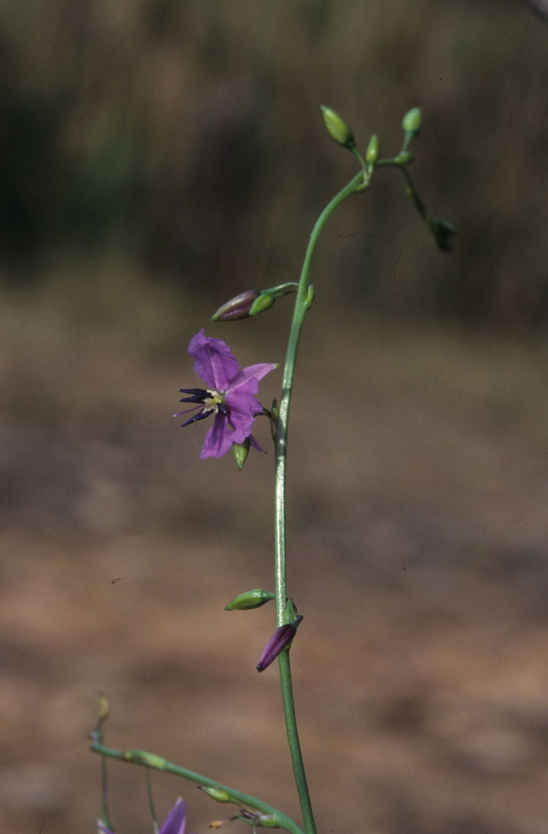 Arthropodium Fimbriatum (Chocolate Lily)