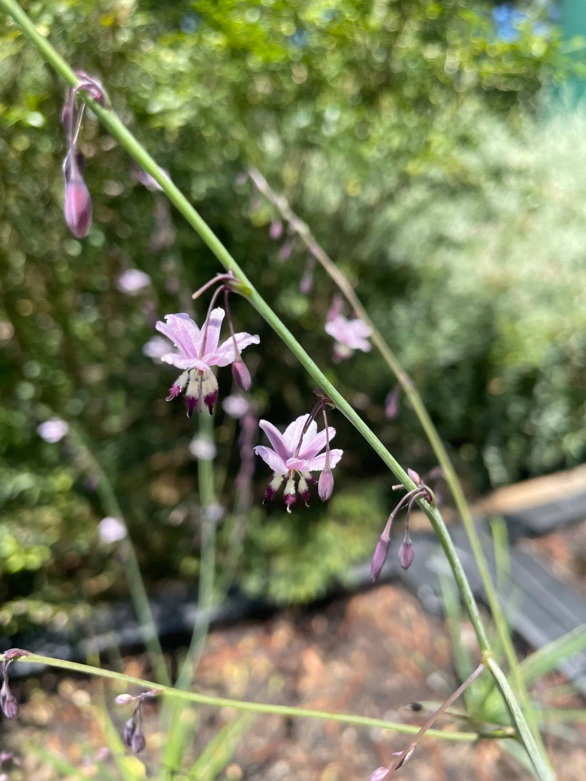 Arthropodium Milleflorum (Vanilla Lily)