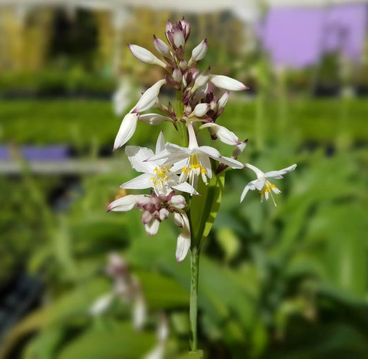Arthropodium Cirratum 'Matapouri Bay' (Matapouri Bay Renga Renga Lily)