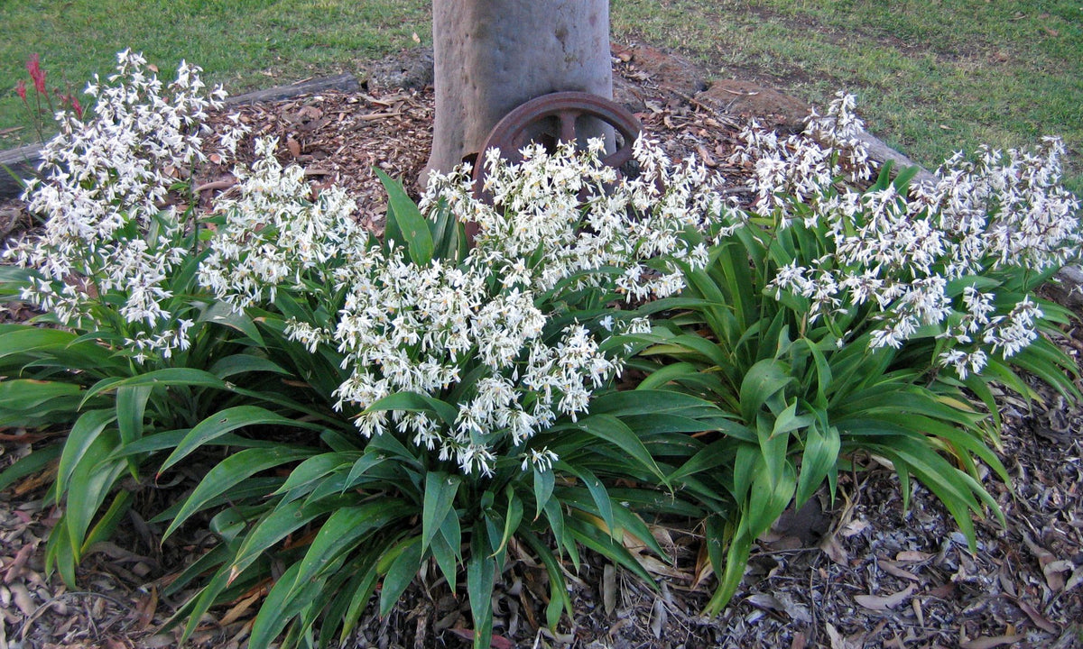 Arthropodium cirratum ‘Te Puna’ (Dwarf Renga Rock Lily)