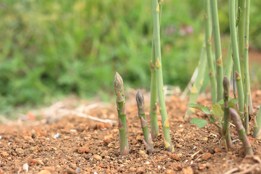 Asparagus Officinalis (Asparagus)