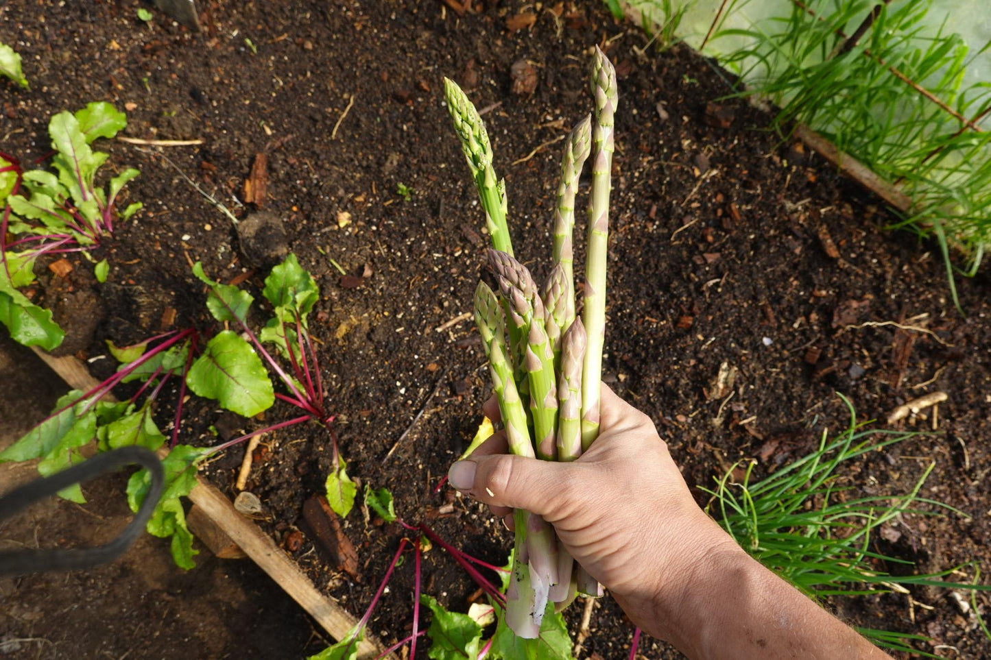 Asparagus Officinalis (Asparagus)