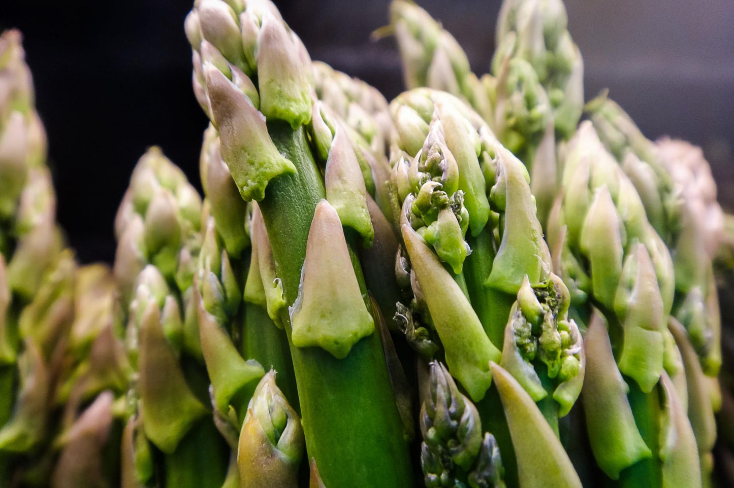Asparagus Officinalis (Asparagus)