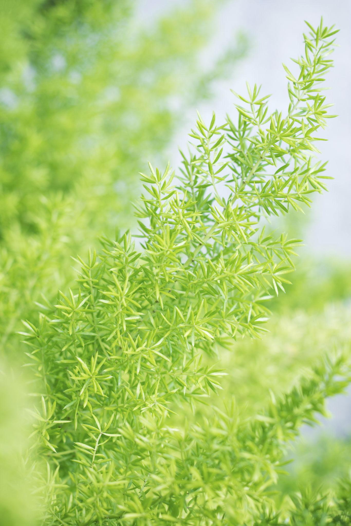 Asparagus Officinalis (Asparagus)