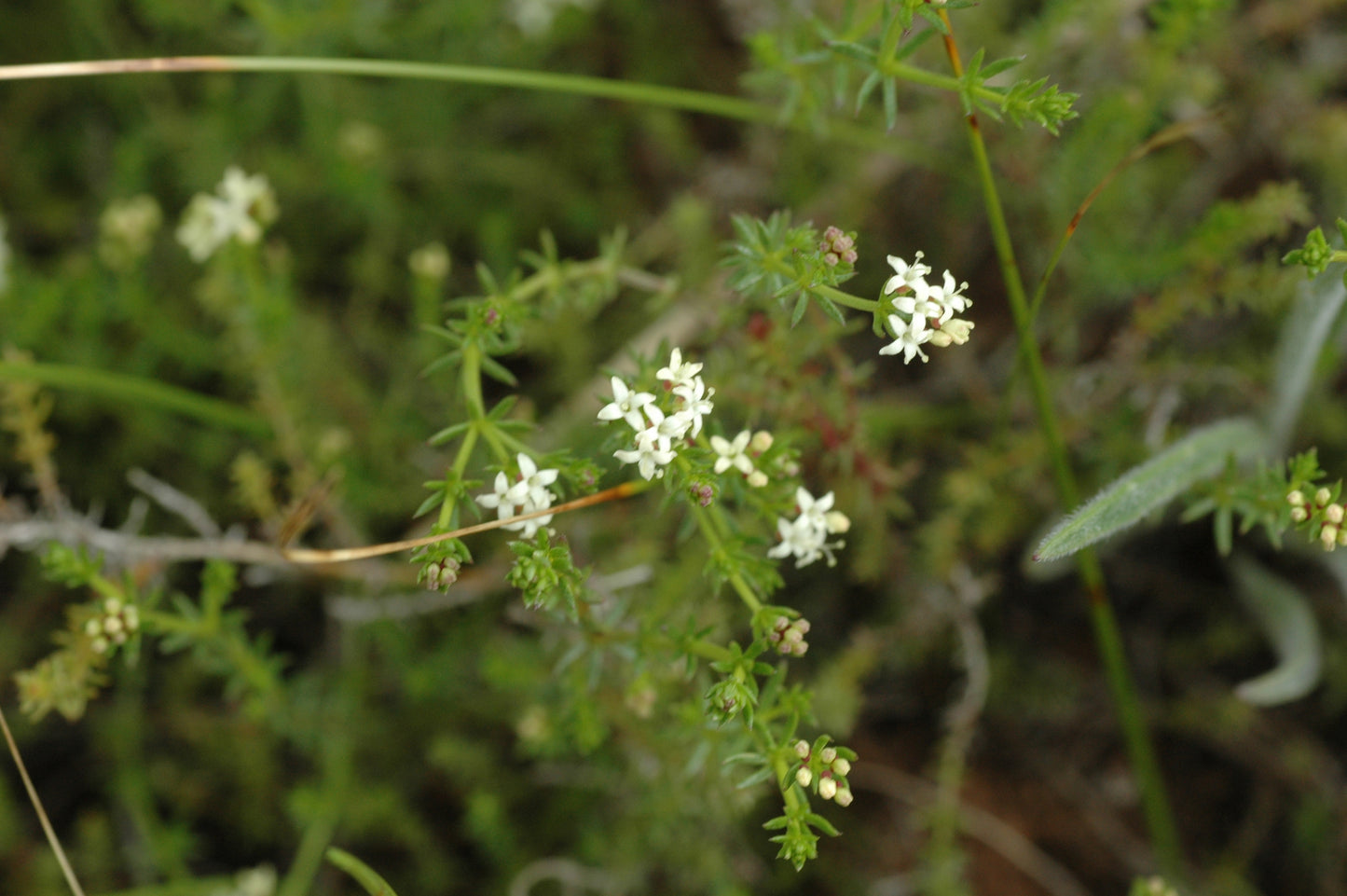 Asperula Conferta (Common Woodruff)