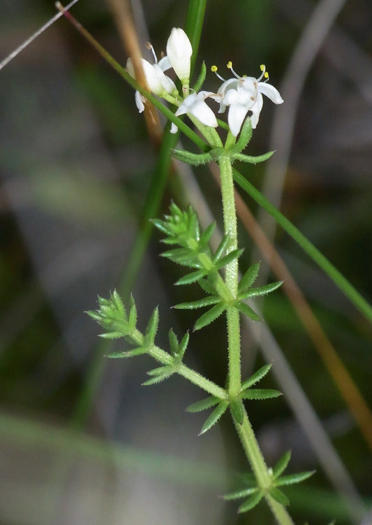 Asperula Conferta (Common Woodruff)