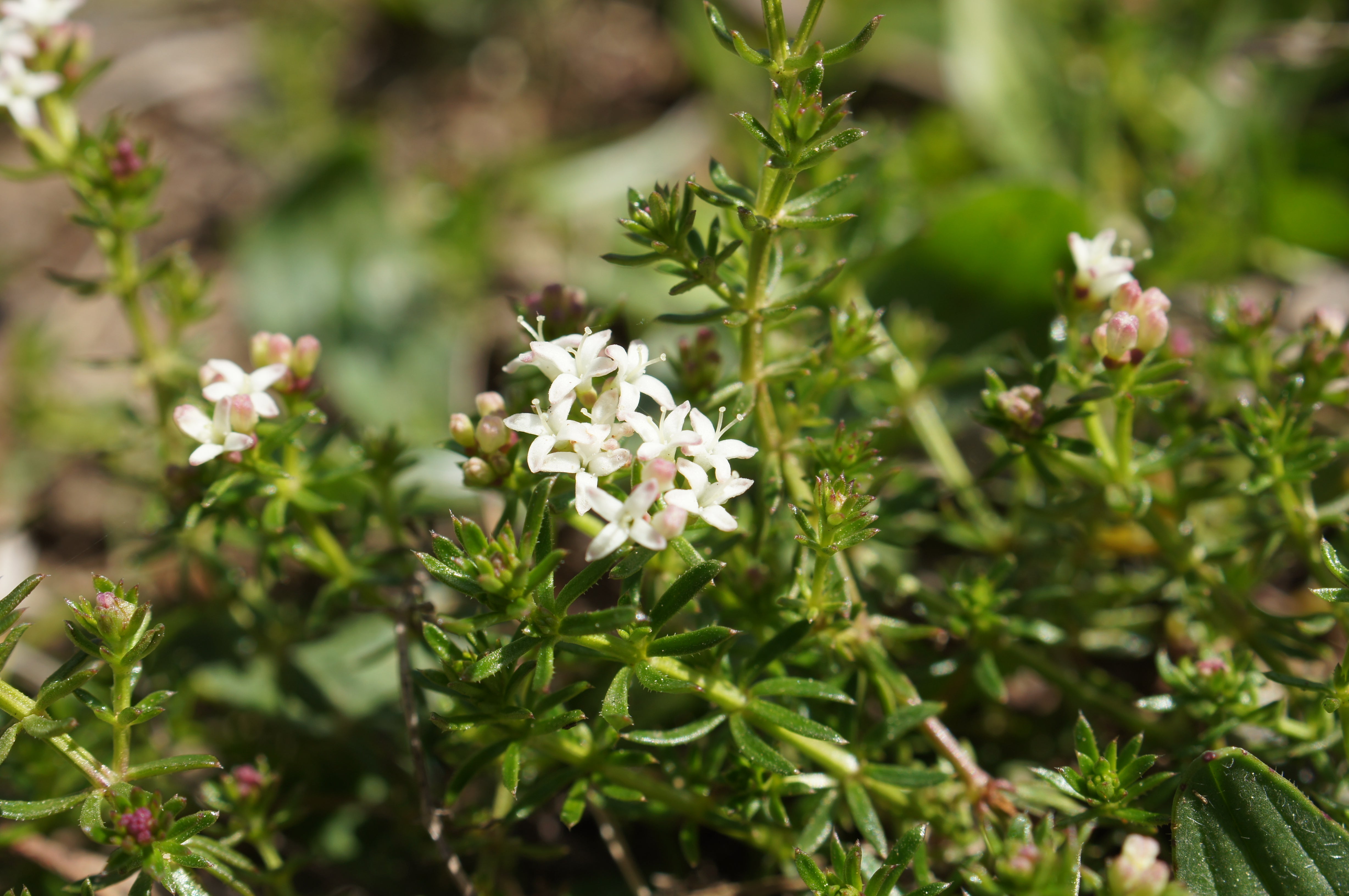 Asperula Conferta (Common Woodruff)