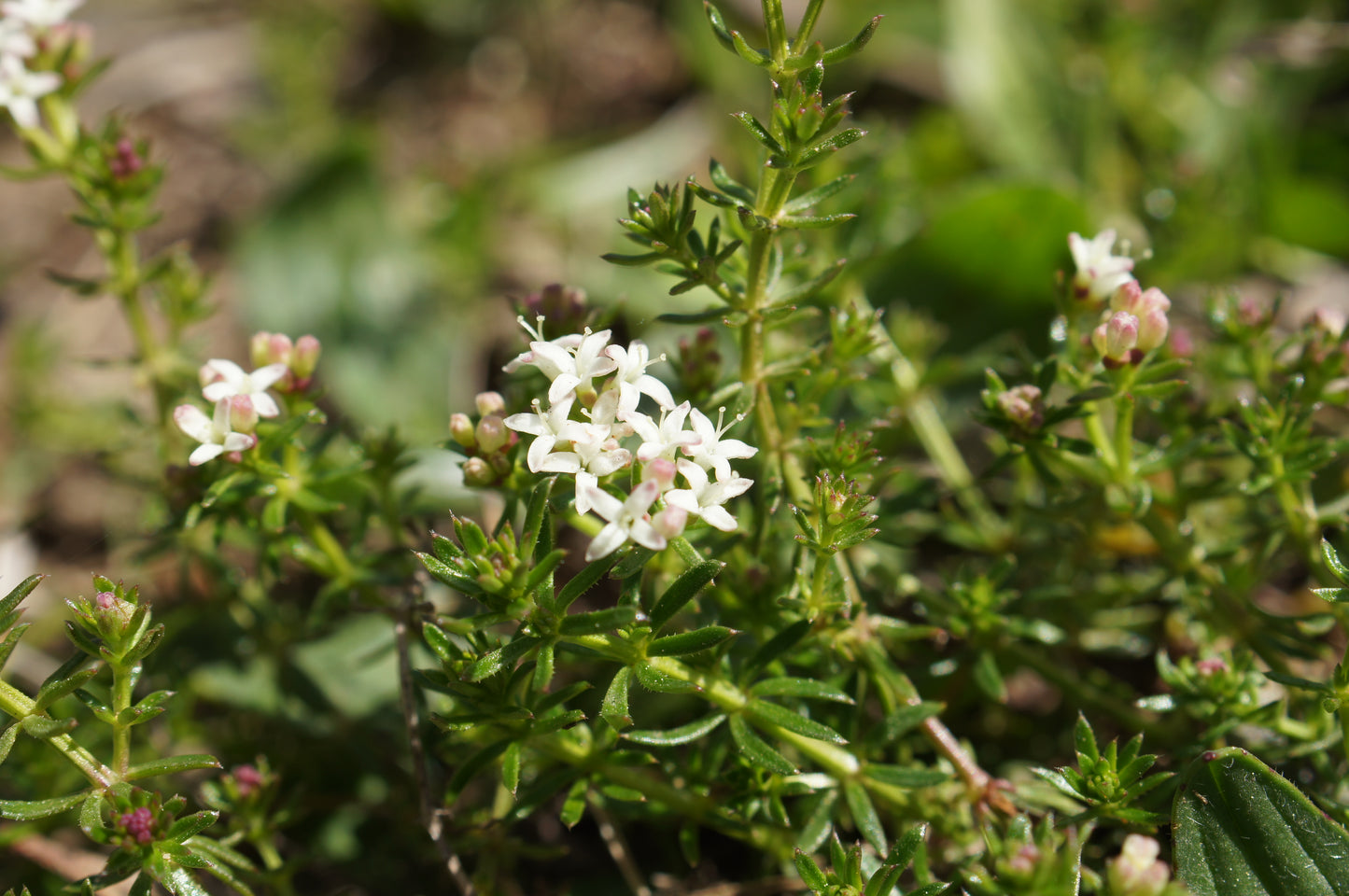 Asperula Conferta (Common Woodruff)