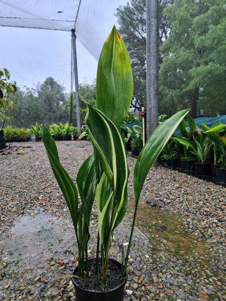 Aspidistra Elatior ‘Variegata’ (Variegated Cast Iron Plant)