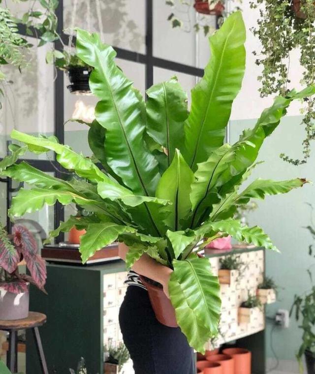 Asplenium Nidus (Bird’s Nest Fern)