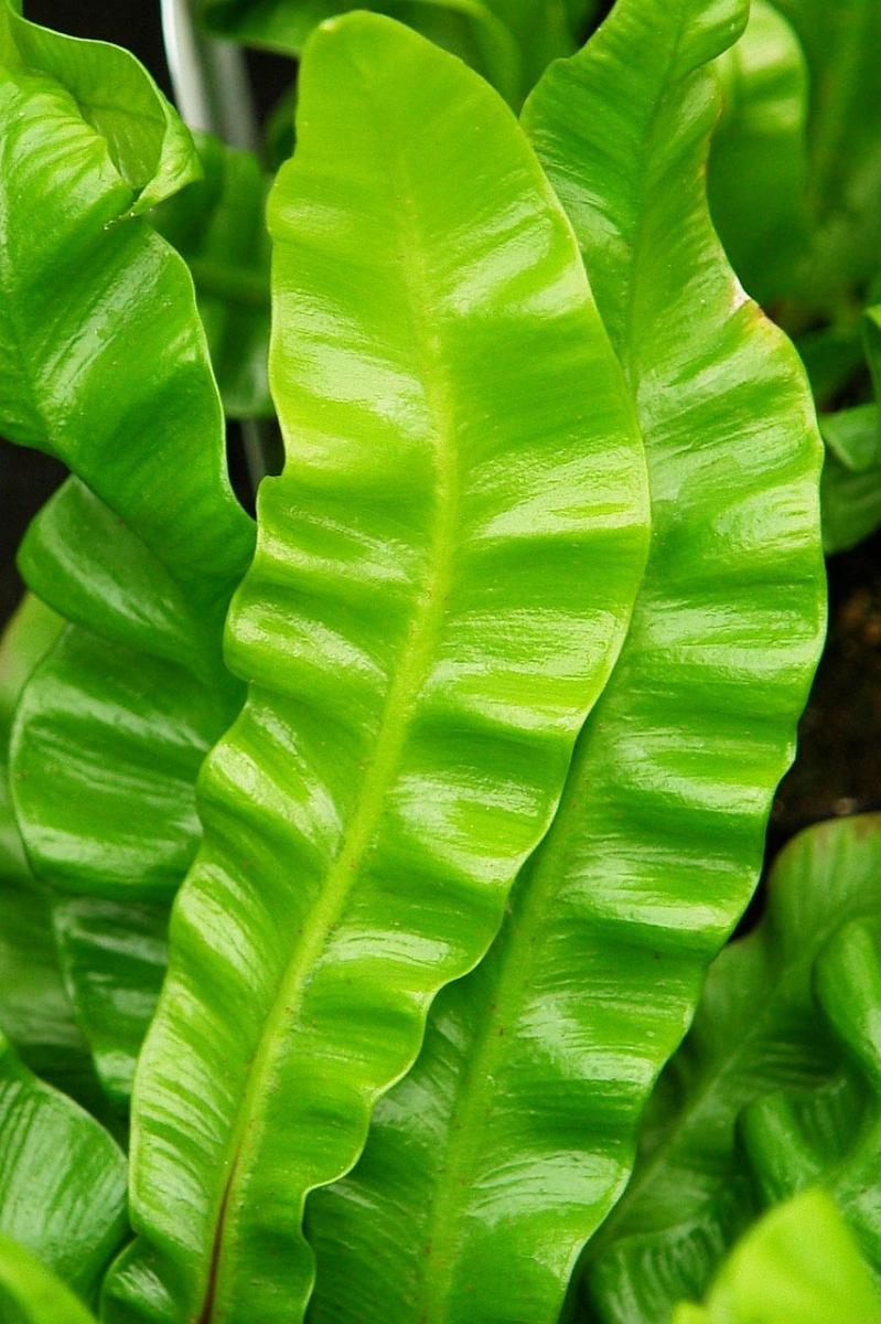 Asplenium Nidus (Bird’s Nest Fern)