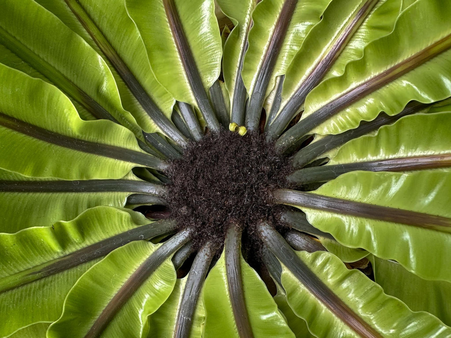 Asplenium Nidus (Bird’s Nest Fern)
