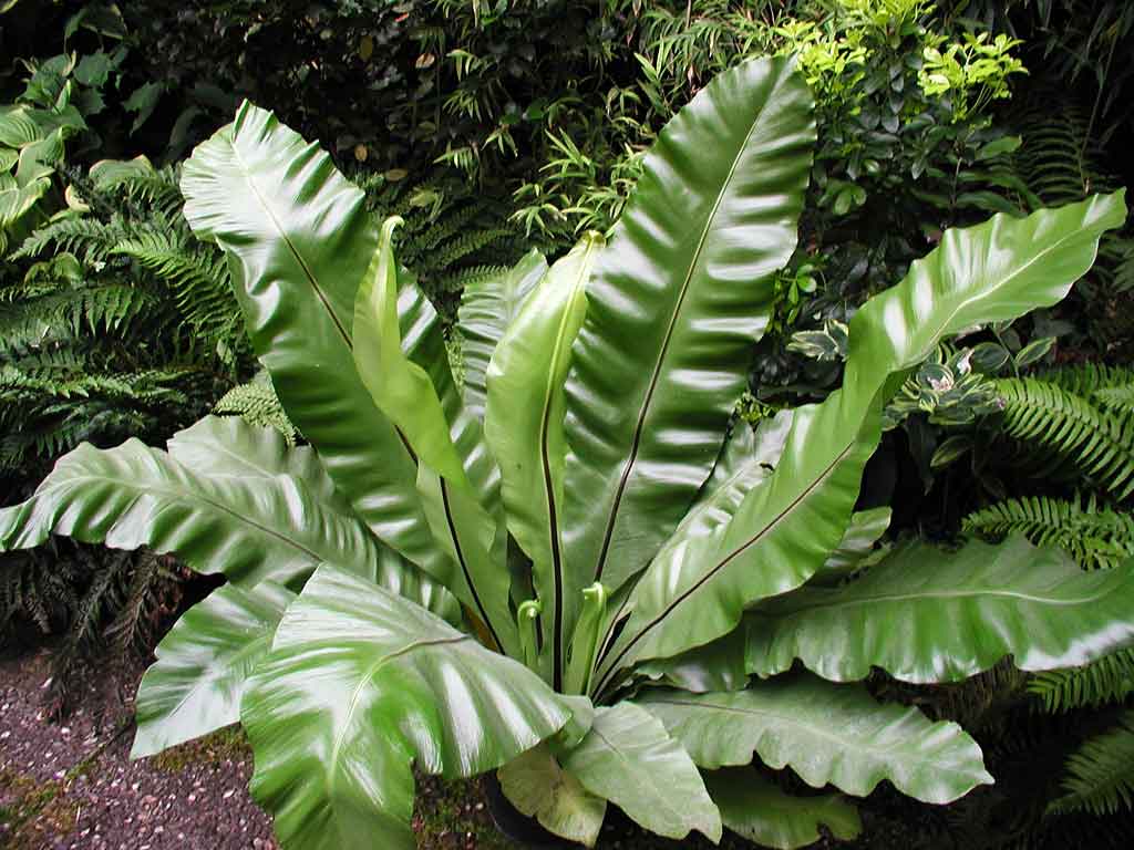 Asplenium Nidus (Bird’s Nest Fern)