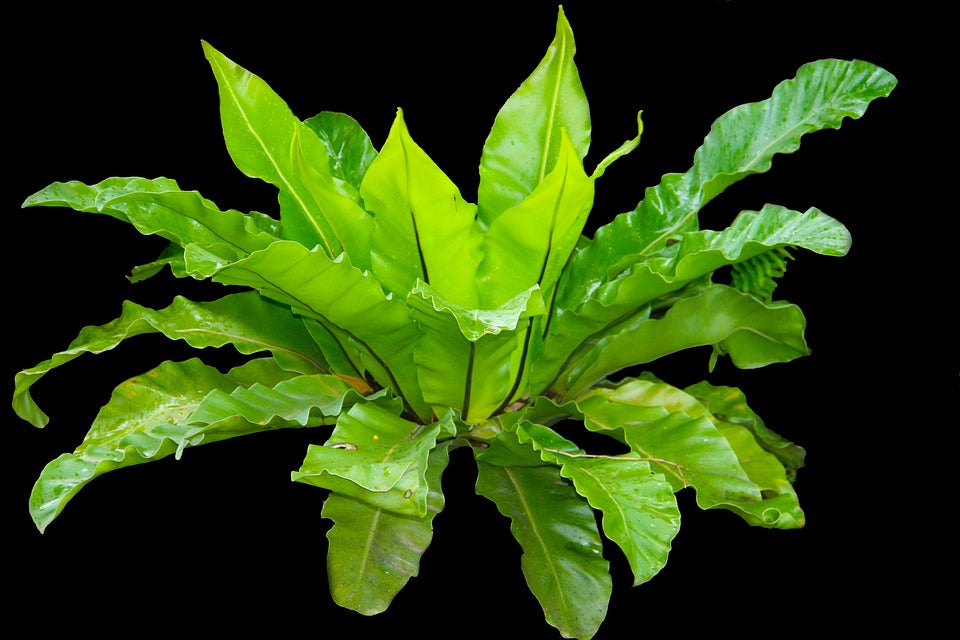 Asplenium Nidus (Bird’s Nest Fern)