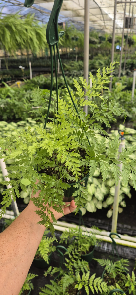 Asplenium Bulbiferum (Hen and Chicken Fern)