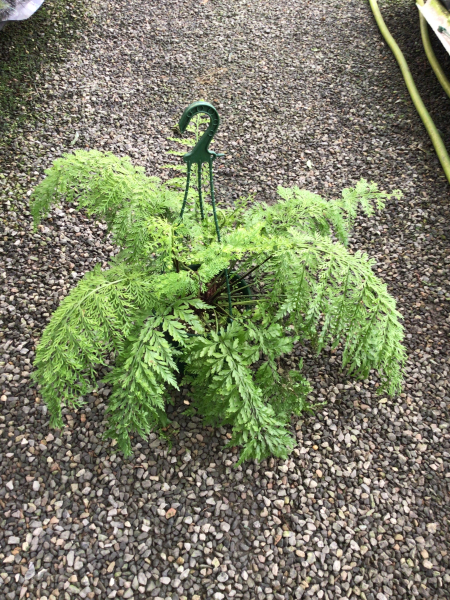 Asplenium Bulbiferum (Hen and Chicken Fern)