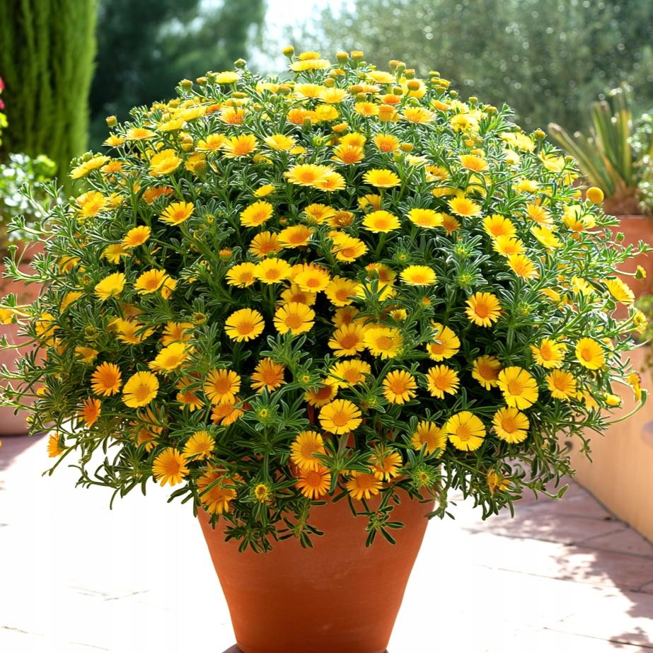 Asteriscus ‘Teres Yellow’ (Teres Yellow Mediterranean Gold)