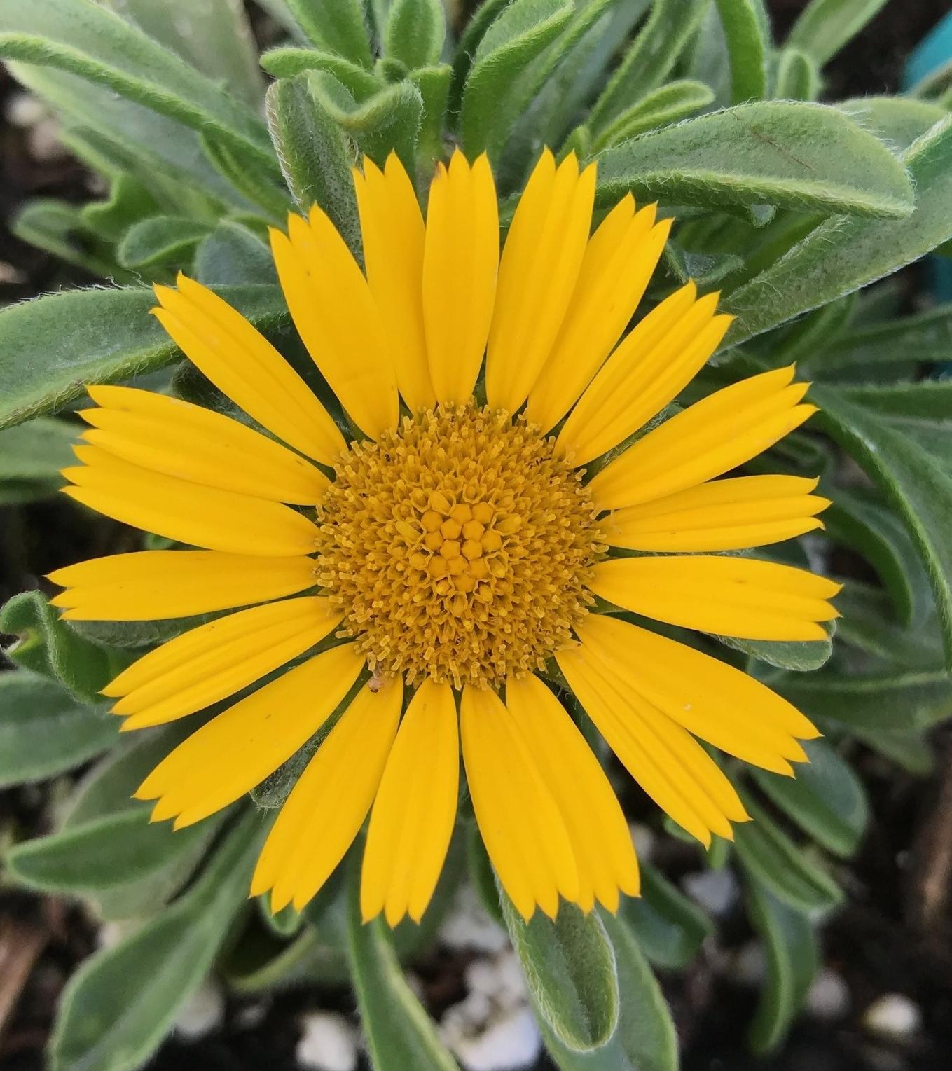 Asteriscus ‘Teres Yellow’ (Teres Yellow Mediterranean Gold)