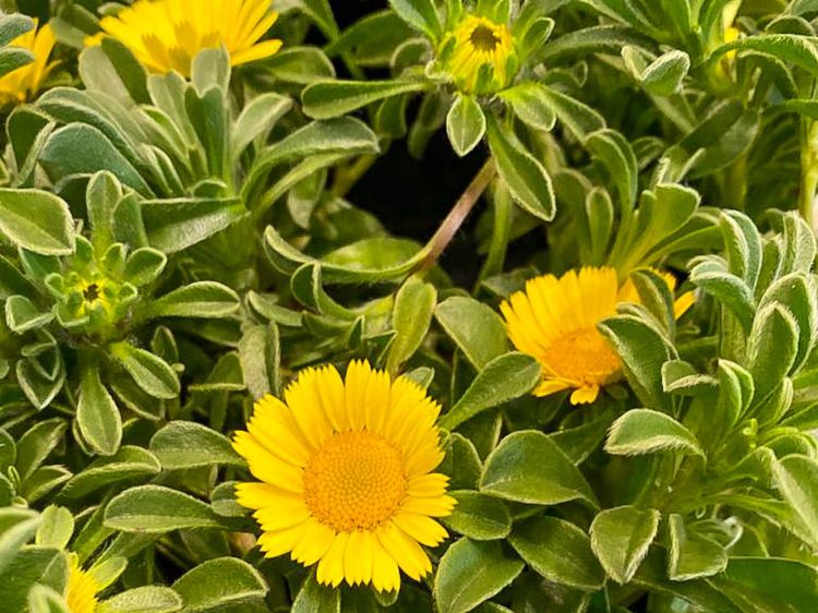 Asteriscus maritimus ‘Teris Yellow’ (Sea Daisy)