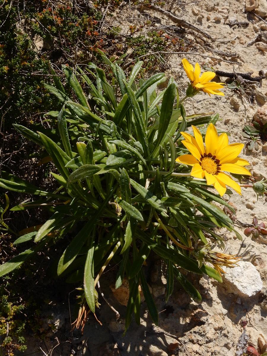 Gazania Rigens ‘Yellow’ (Yellow Gazania)