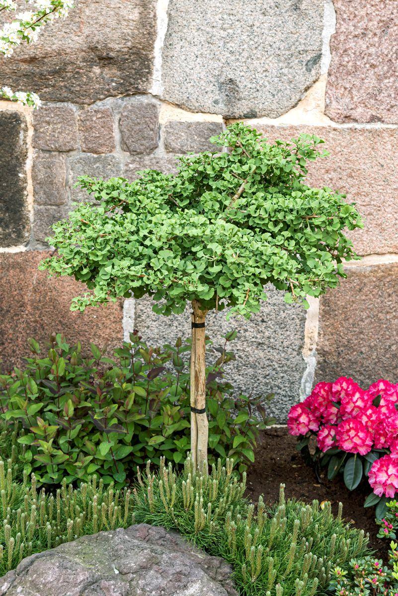 Ginkgo Biloba 'Mariken' (Mariken Dwarf Ginkgo)