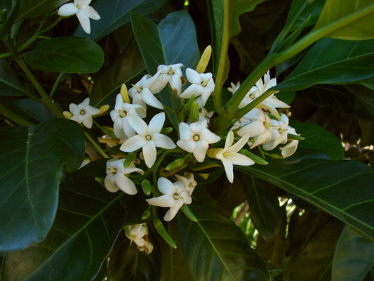Randia chartacea (Atractocarpus chartaceus) (Paper Gardenia)
