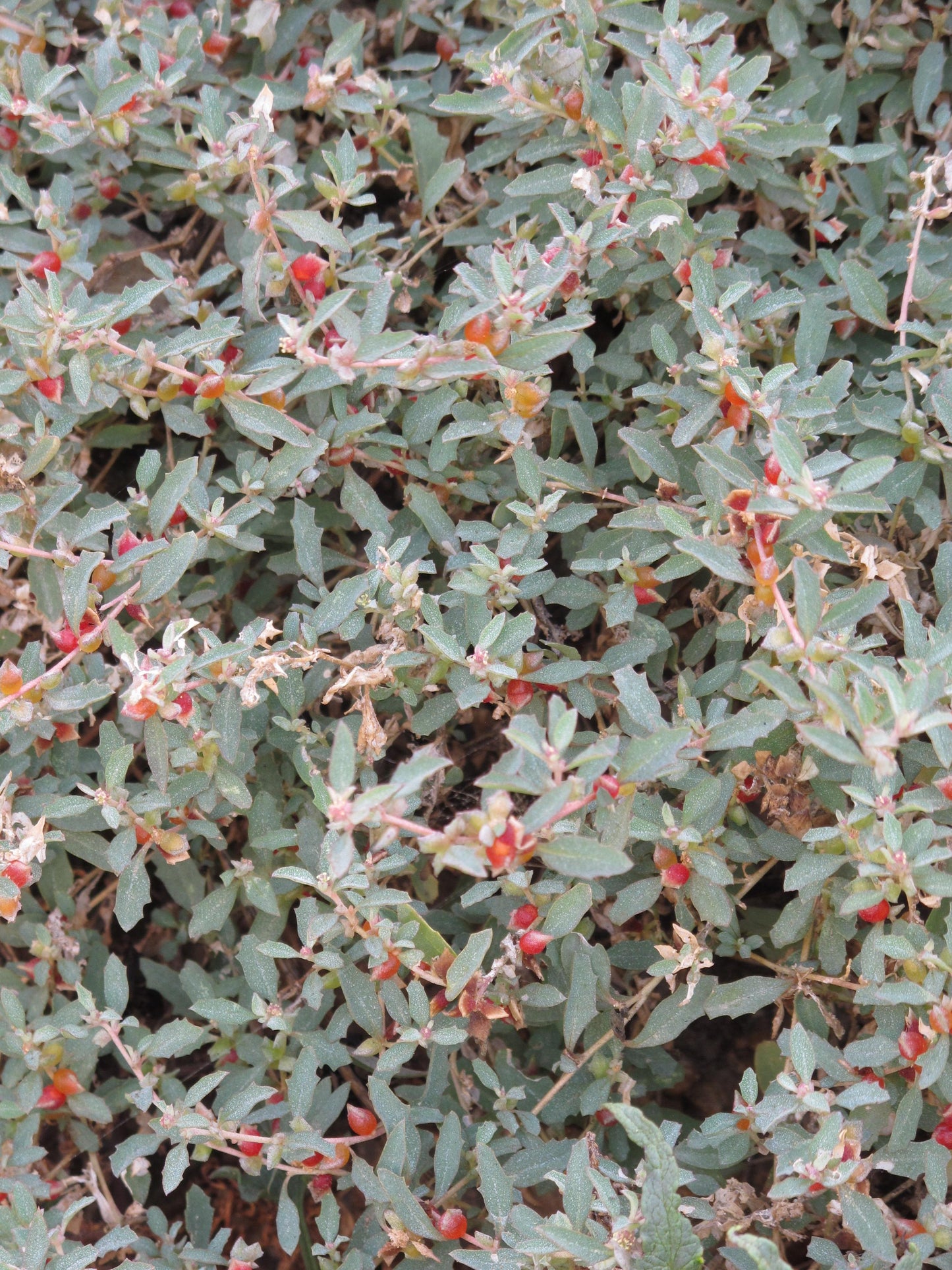 Atriplex Semibaccata (Creeping Saltbush)