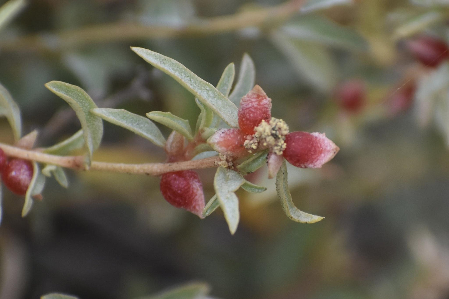 Atriplex Semibaccata (Creeping Saltbush)