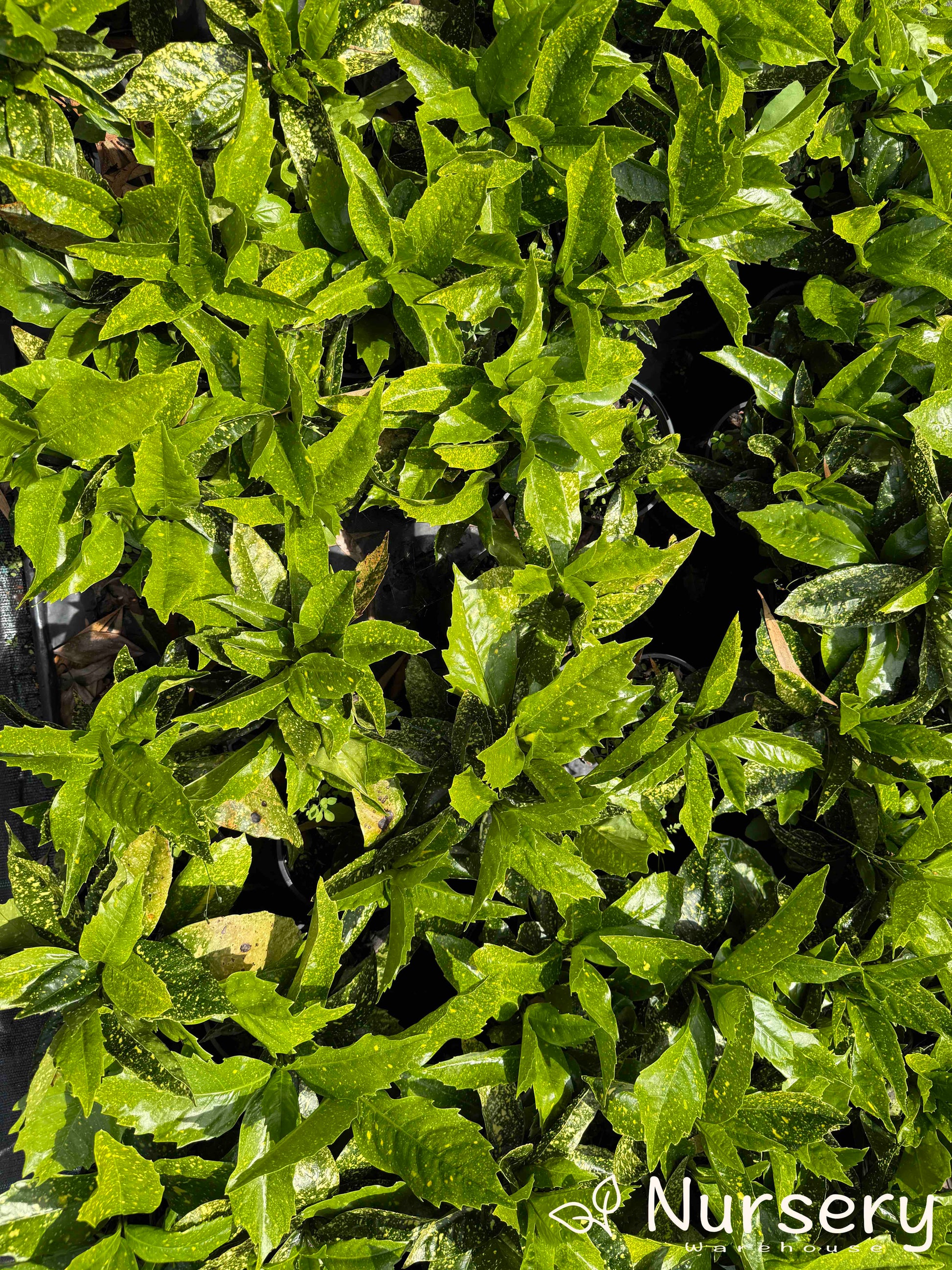 Aucuba Japonica 'Gold Dust' featuring its striking variegated leaves in a 140mm pot.