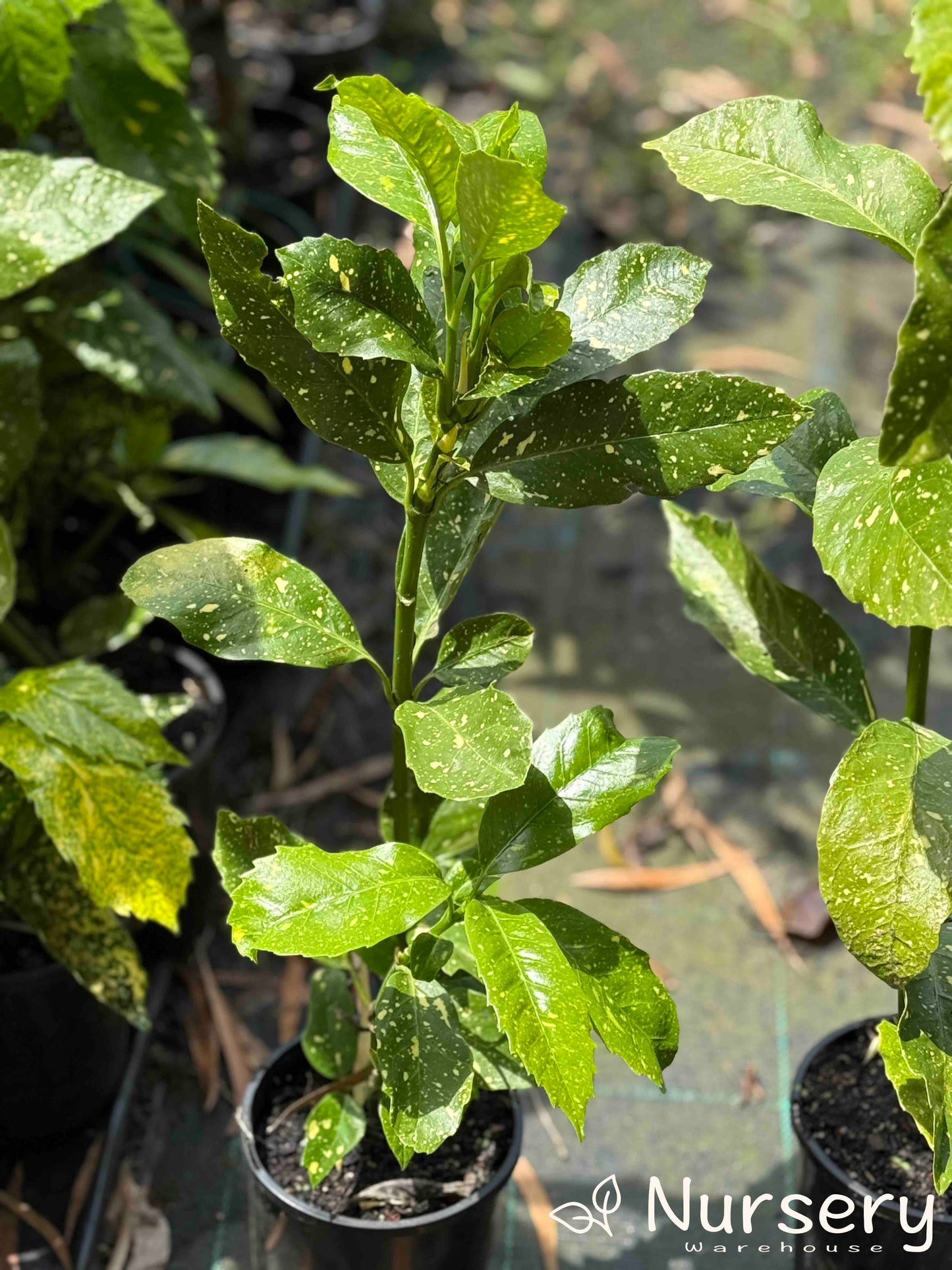 Aucuba Japonica 'Gold Dust' with dense, golden-speckled leaves in a 140mm nursery pot.