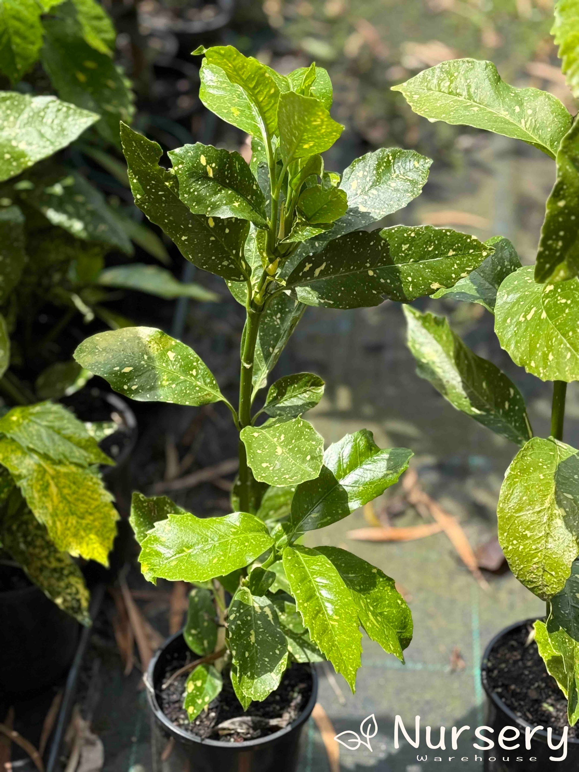 Aucuba Japonica 'Gold Dust' with dense, golden-speckled leaves in a 140mm nursery pot.