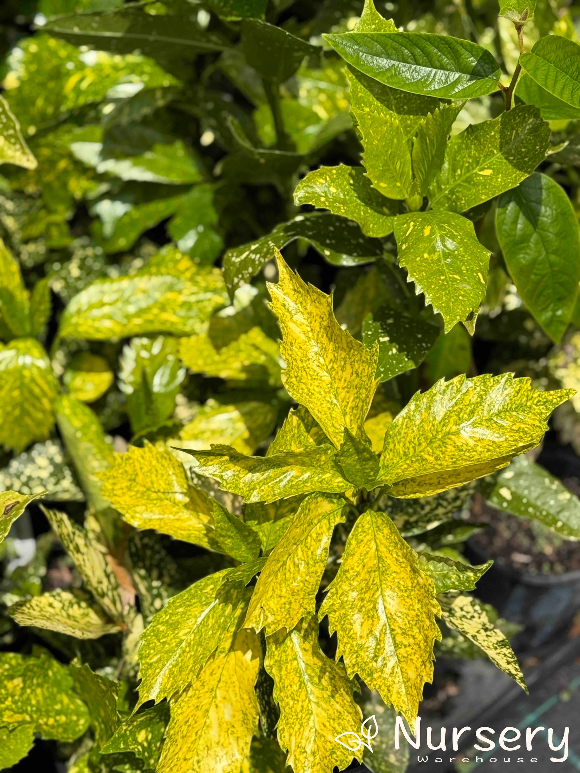 Aucuba Japonica 'Gold Dust' showing lush green foliage accented with yellow speckles in a 140mm pot.