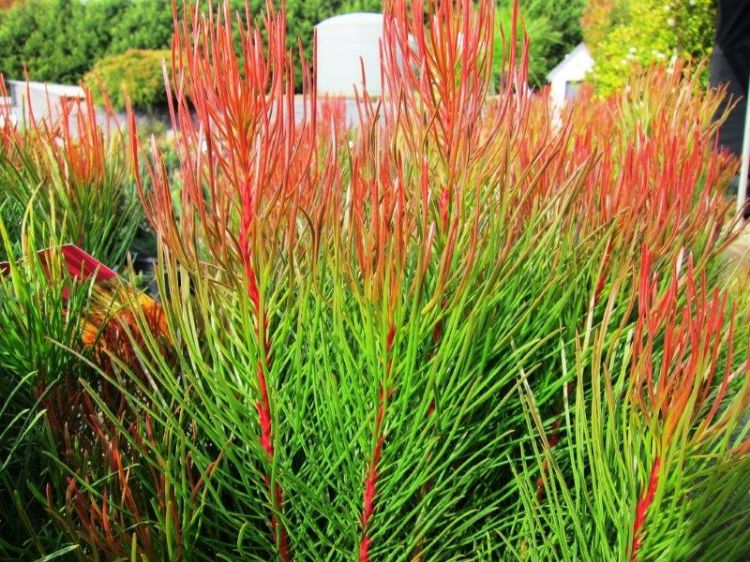 Aulax Cancellata ‘Bronze Haze’ (Featherbush)