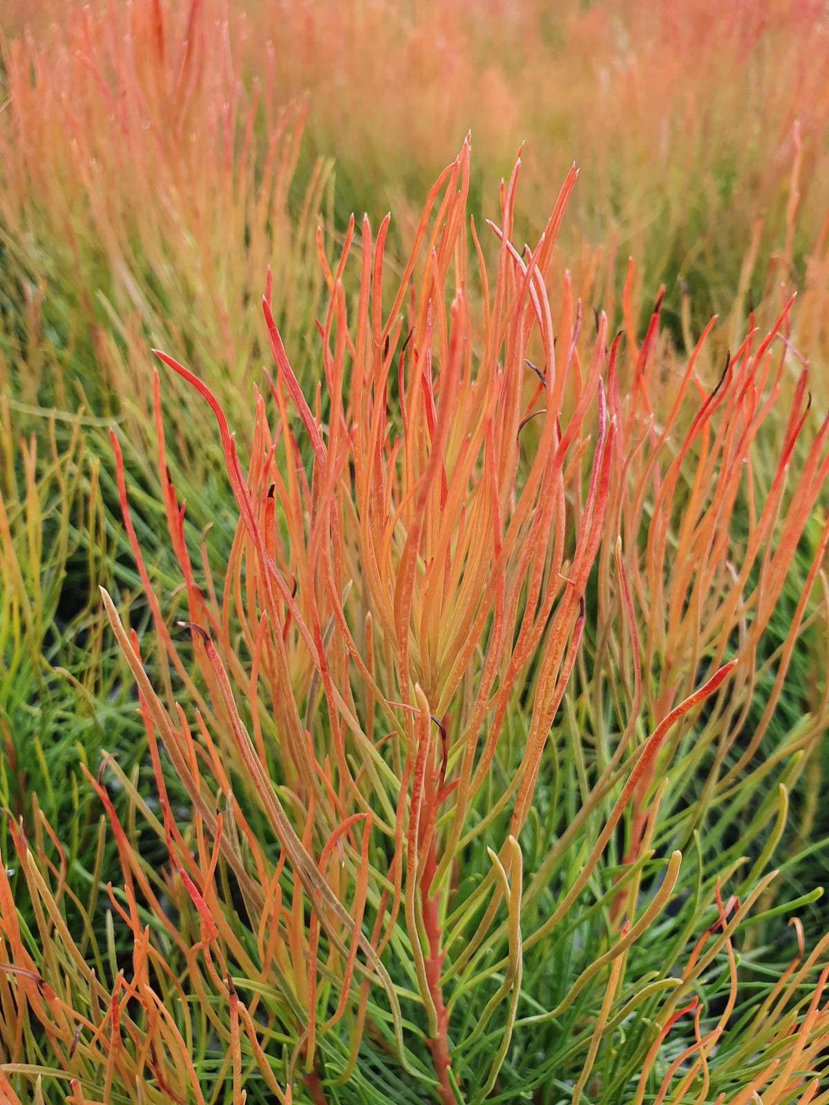 Aulax Cancellata ‘Bronze Haze’ (Featherbush)