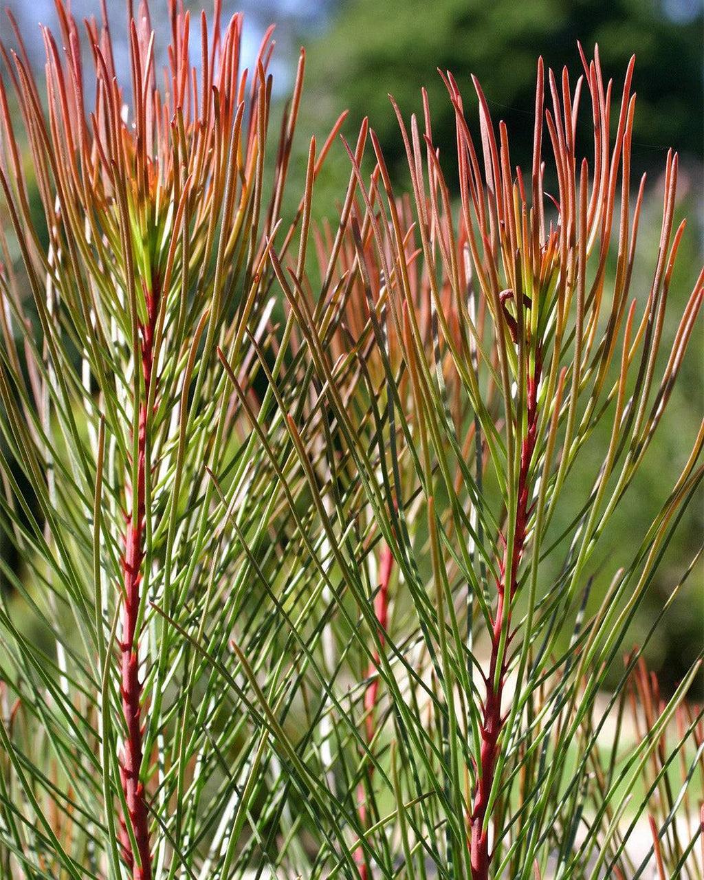 Aulax Cancellata ‘Bronze Haze’ (Featherbush)