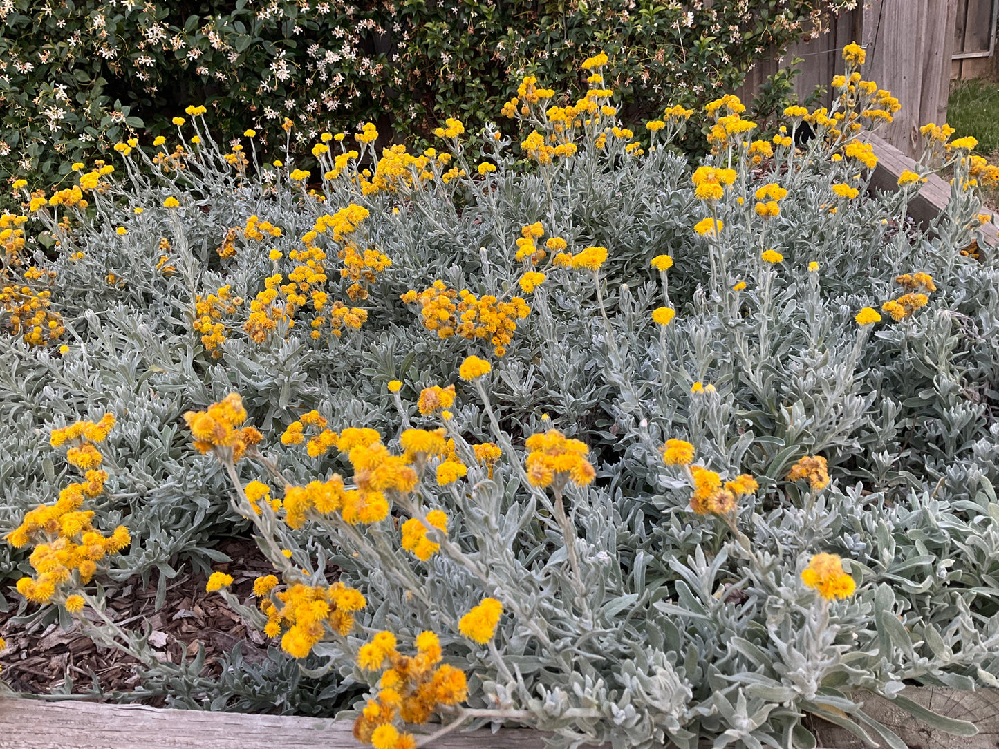 Chrysocephalum Apiculatum ‘CAP07’ Aussie Reflection™ (Aussie Reflection Yellow Buttons)