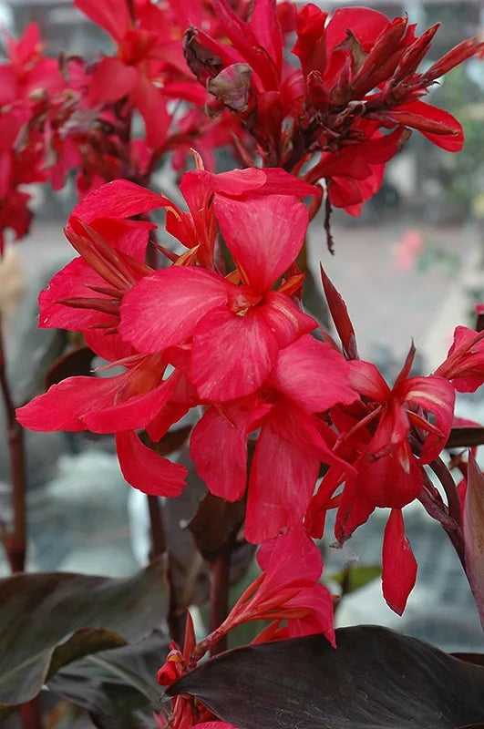 Canna orchioides (Show Off Intrigue)