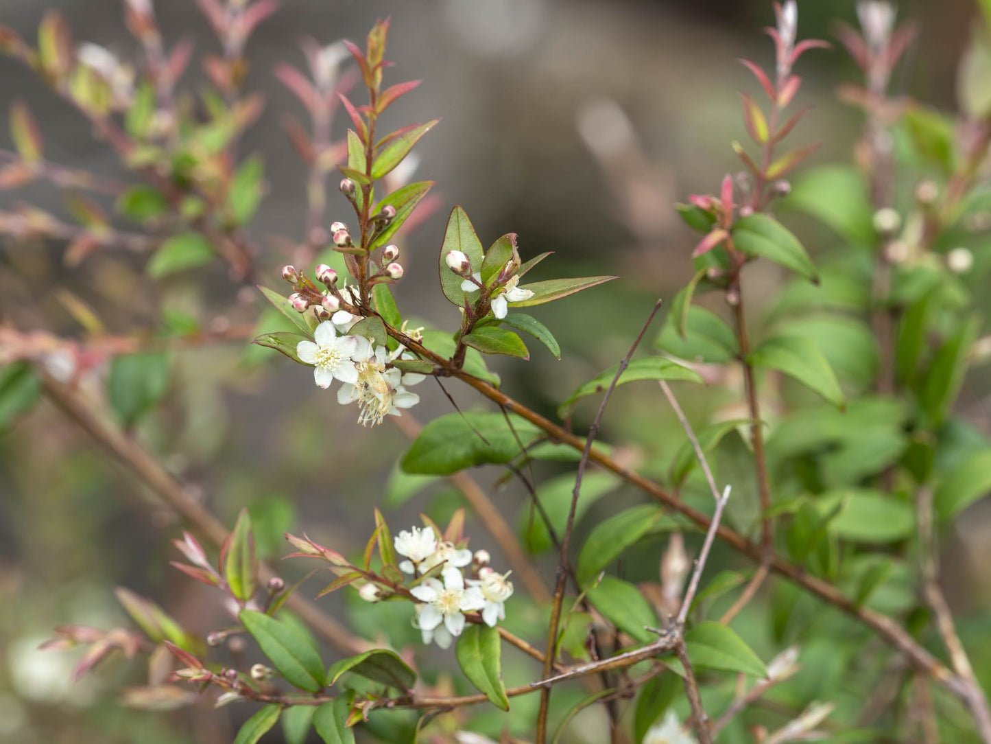 Austromyrtus Dulcis (Midyim Berry)