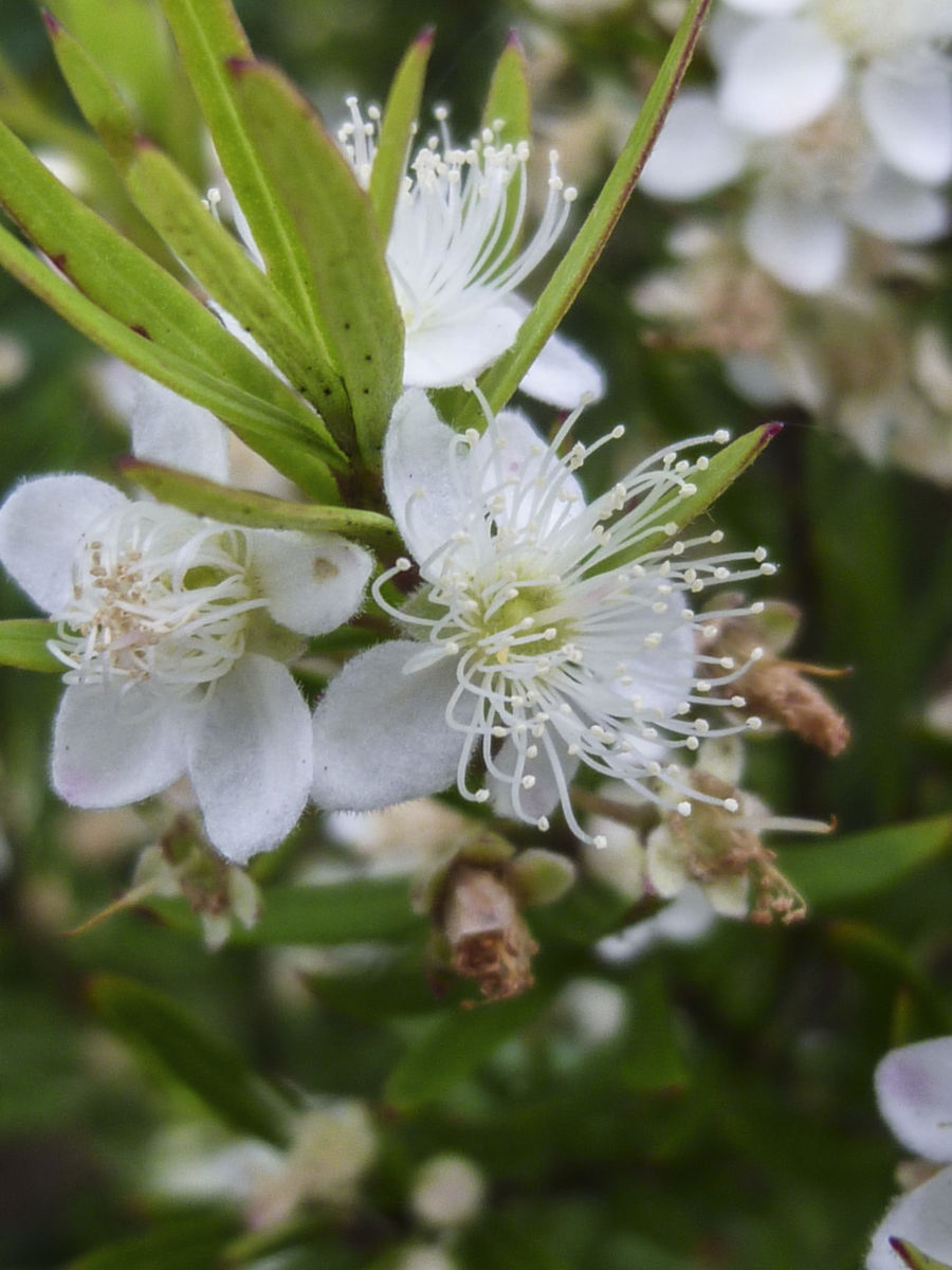 Austromyrtus tenuifolia (Narrow-leaf Myrtle)