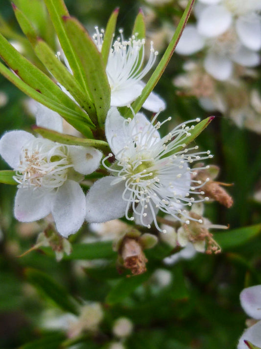Austromyrtus tenuifolia (Narrow-leaf Myrtle)