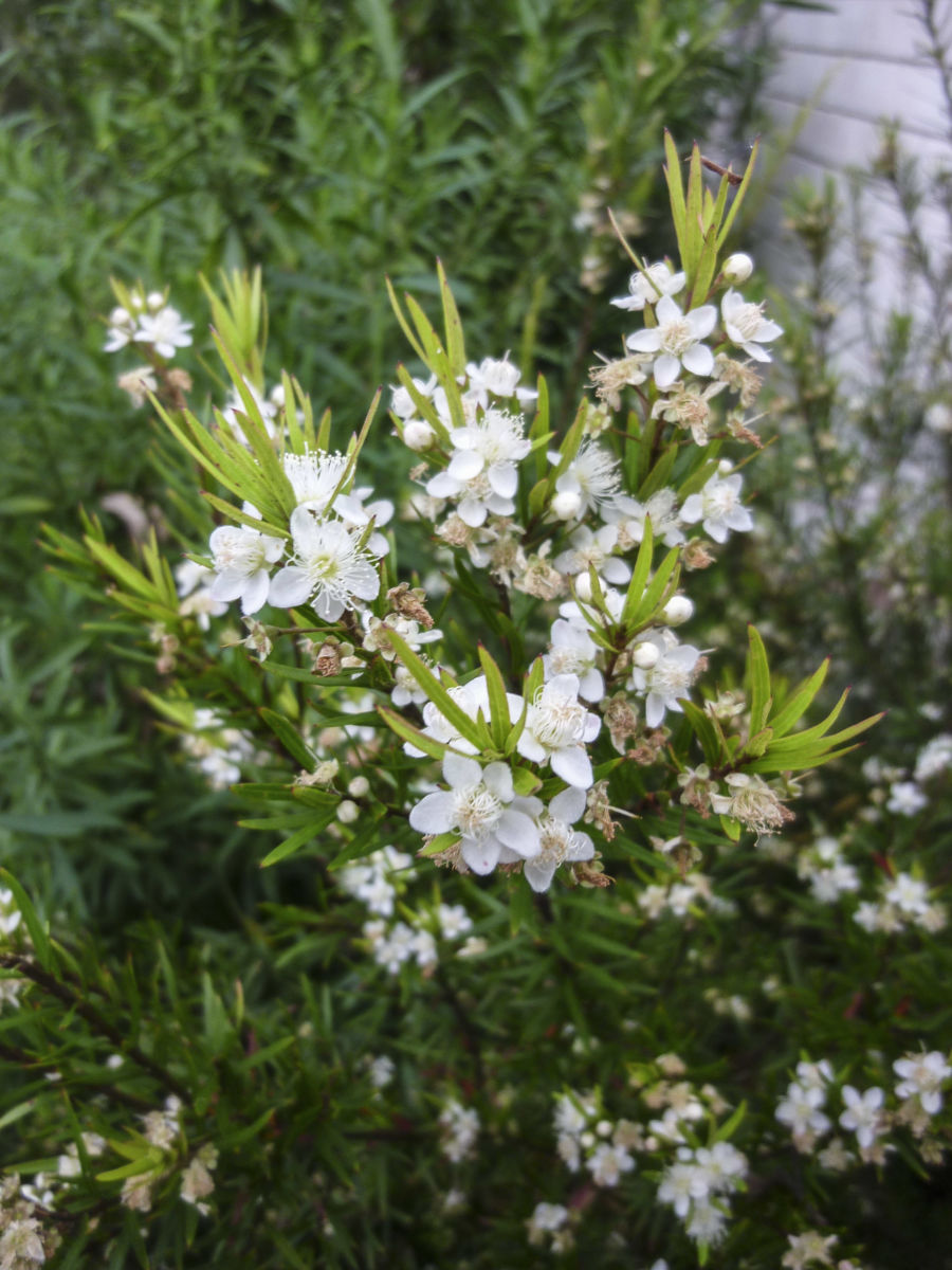 Austromyrtus tenuifolia (Narrow-leaf Myrtle)