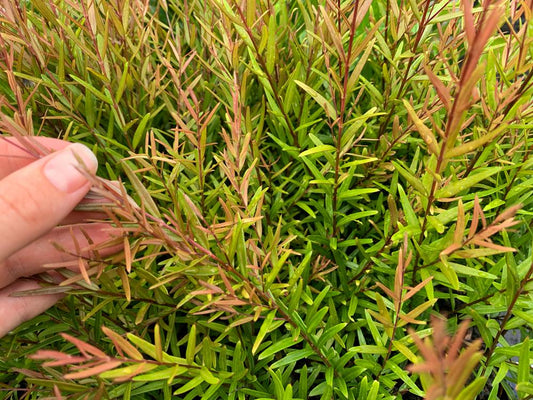 Austromyrtus Copper Tops (Copper Tops Lilly Pilly)